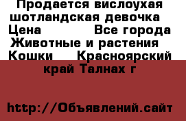 Продается вислоухая шотландская девочка › Цена ­ 8 500 - Все города Животные и растения » Кошки   . Красноярский край,Талнах г.